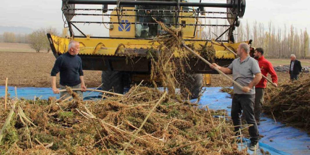 Deneme amaçlı ektiler ilk hasadı yaptılar! Kenevir çiftçilere yeni umut oldu: Gelirlerini artırması bekleniyor 2